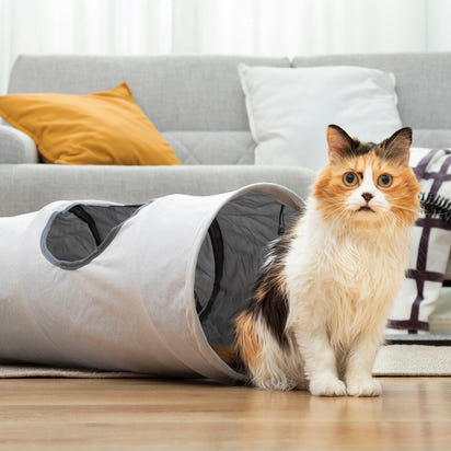 Cat tunnel 