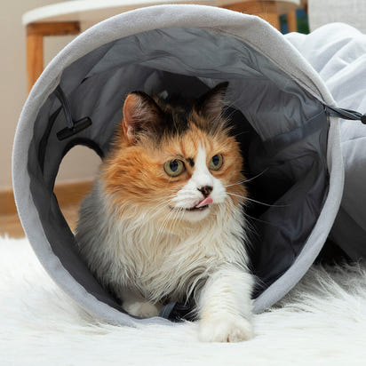 Cat tunnel 